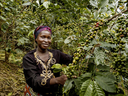 Koffiecoöperatie in Congo