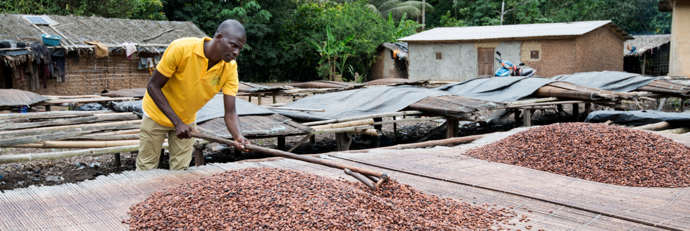 Coopasa cacaoboer uit Ivoorkust droogt cacaobonen
