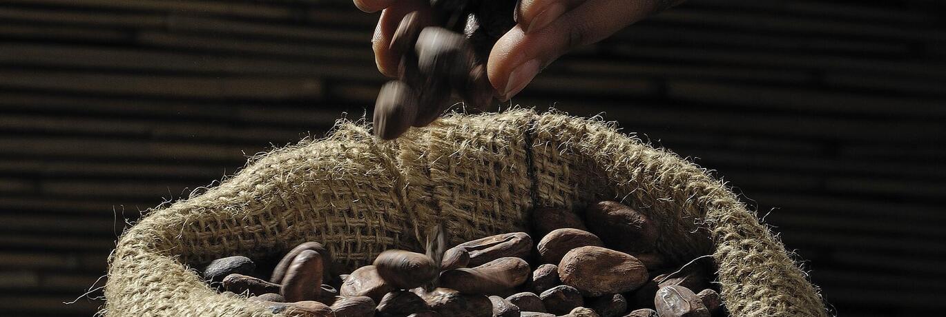 Handen gieten cacaobonen in jute zak