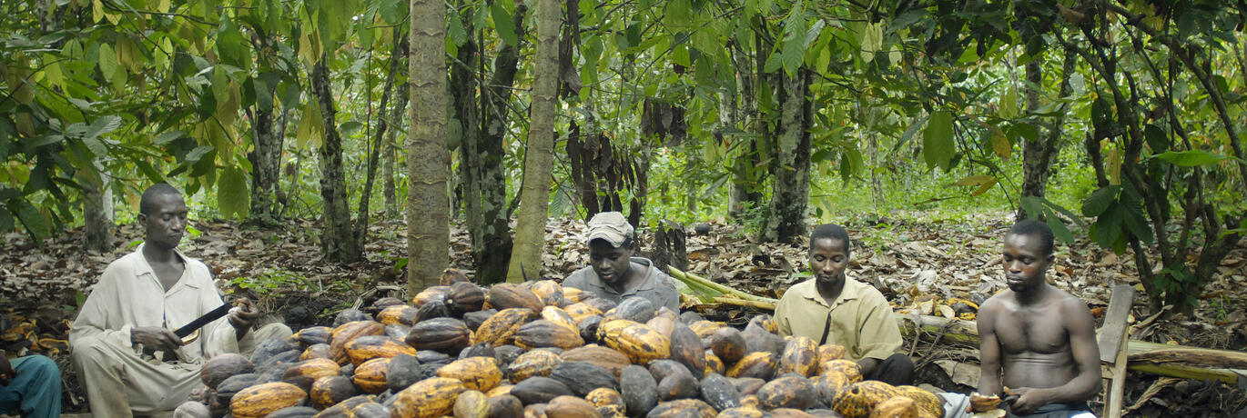 cacaofarmers ivoorkust