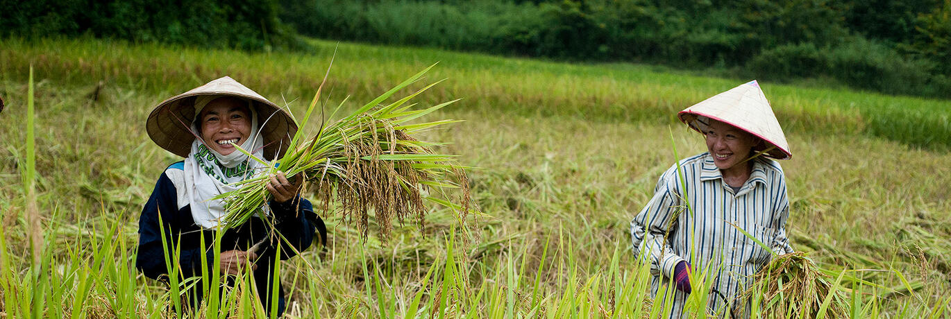 kleinschalige rijstboeren Laos