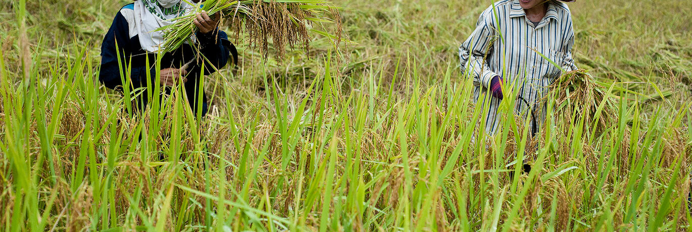 kleinschalige rijstboeren Laos