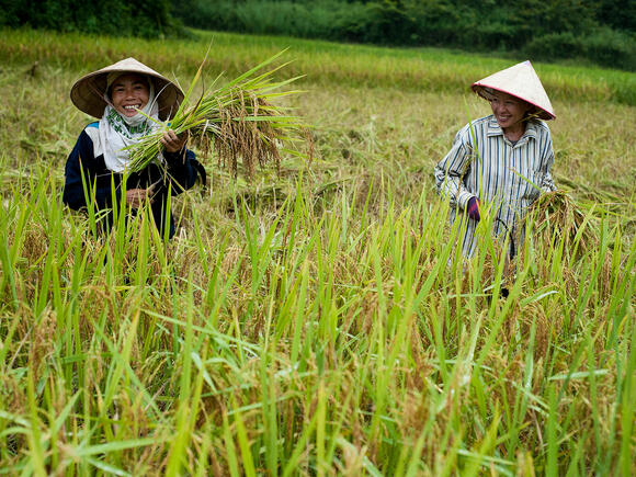 kleinschalige rijstboeren Laos