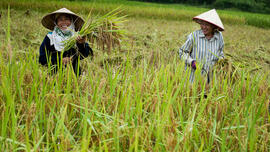 kleinschalige rijstboeren Laos