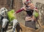 Sahraoui woman giving fresh food to her goats