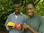 boeren met cacaovruchten