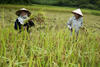 kleinschalige landbouw laos