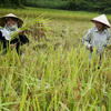 kleinschalige landbouw laos