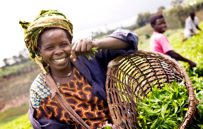 Koffie-Uganda