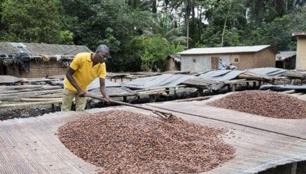 cacaosector